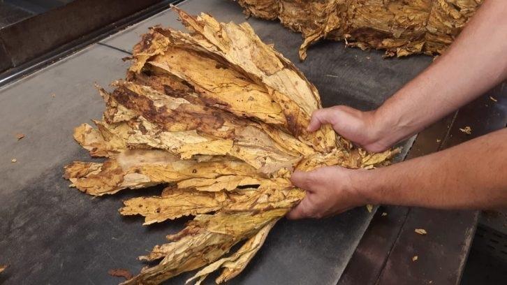 Vereador de Ituporanga cobra de entidades mais rigor na fiscalização sobre a classificação do tabaco nas fumageiras