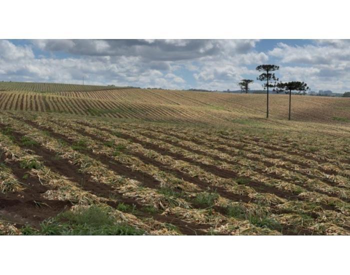 Vereador de Ituporanga defende securitização de dívidas e dá prazo para resposta aos produtores de cebola
