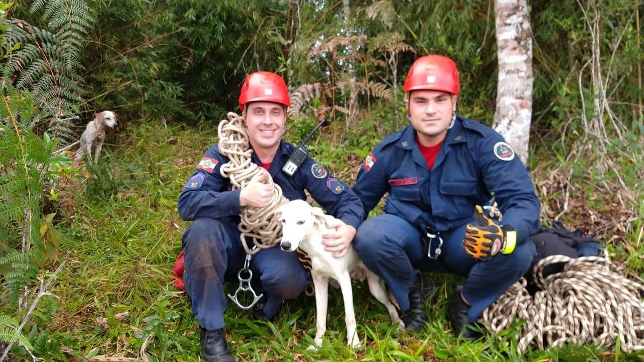 Vídeo: Bombeiros resgatam cachorro em penhasco no interior de Vidal Ramos