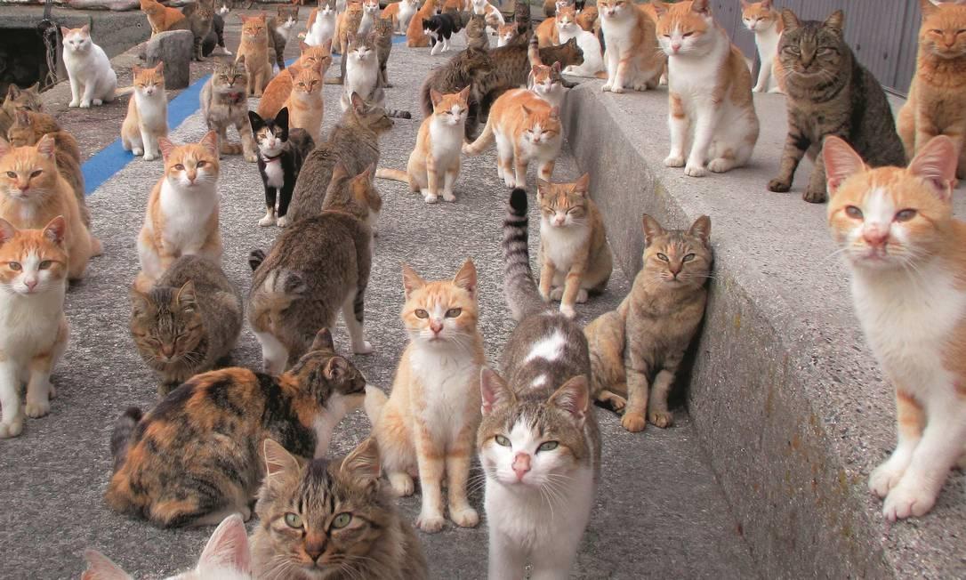 Vizinhos denunciam situação precária em casa que mantém ‘colônia’ com mais de 200 gatos em cidade do Alto Vale