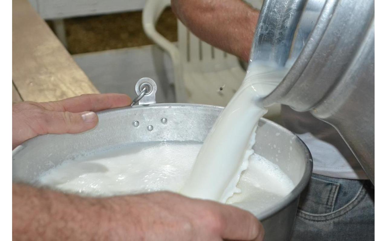 Volume de leite captado pelas empresas na região deve cair de 15% a 20% até final do ano