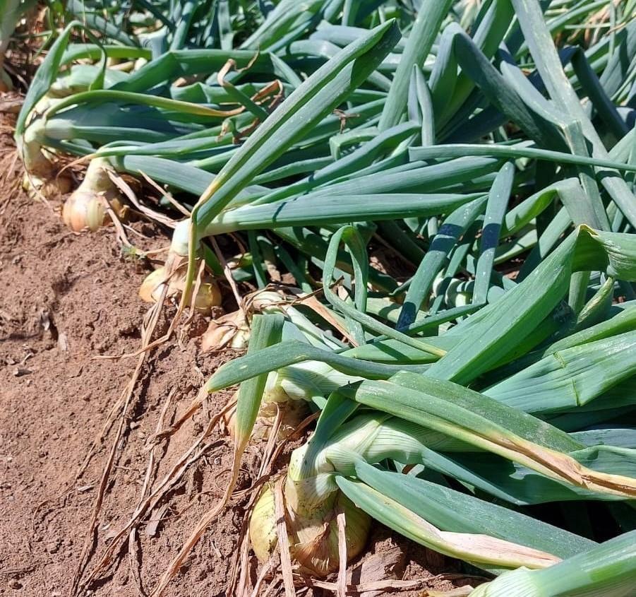 Zoneamento agrícola de risco climático (ZARC) na cultura da cebola em Santa Catarina poderá ser implantado até 2024