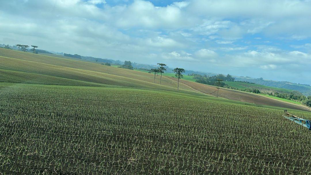 Zoneamento climático garante plantio seguro da cebola e acesso a crédito rural em SC