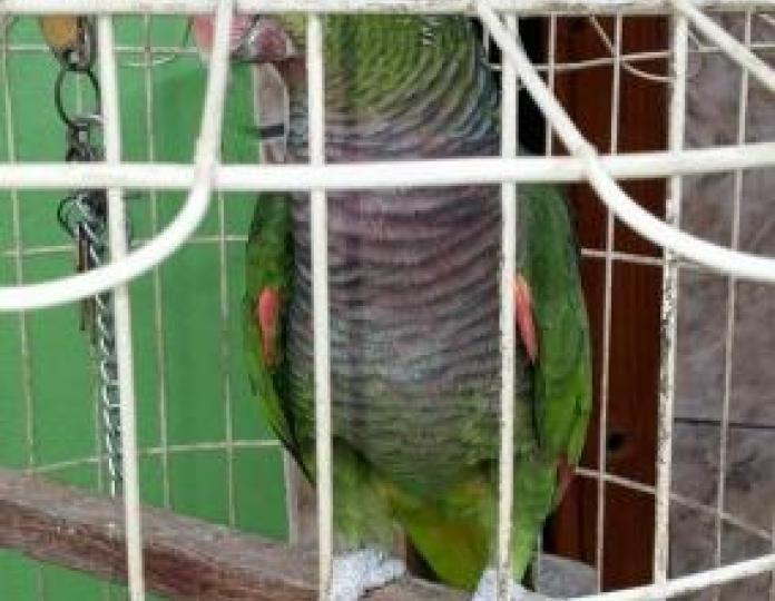 Pássaros silvestres são apreendidos durante operação da Polícia Militar e Ambiental em Ituporanga  - 